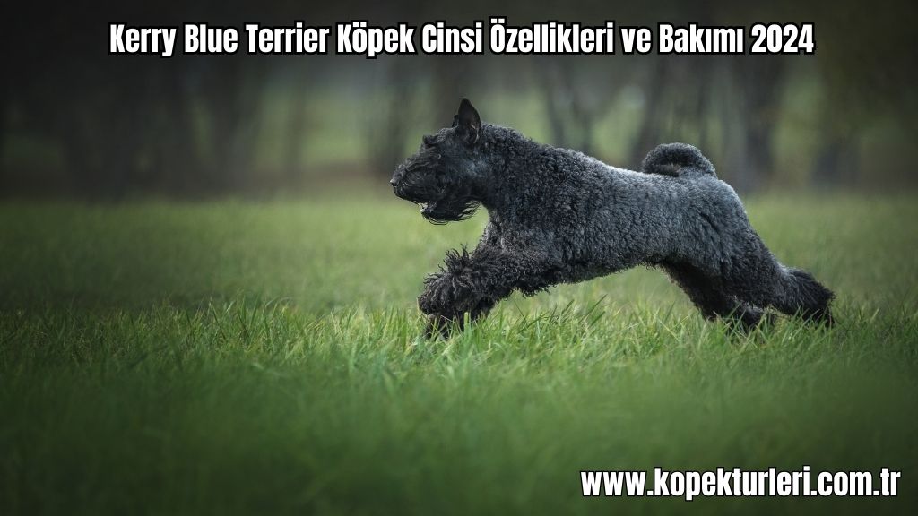 Kerry Blue Terrier Köpek Cinsi Özellikleri ve Bakımı 2024