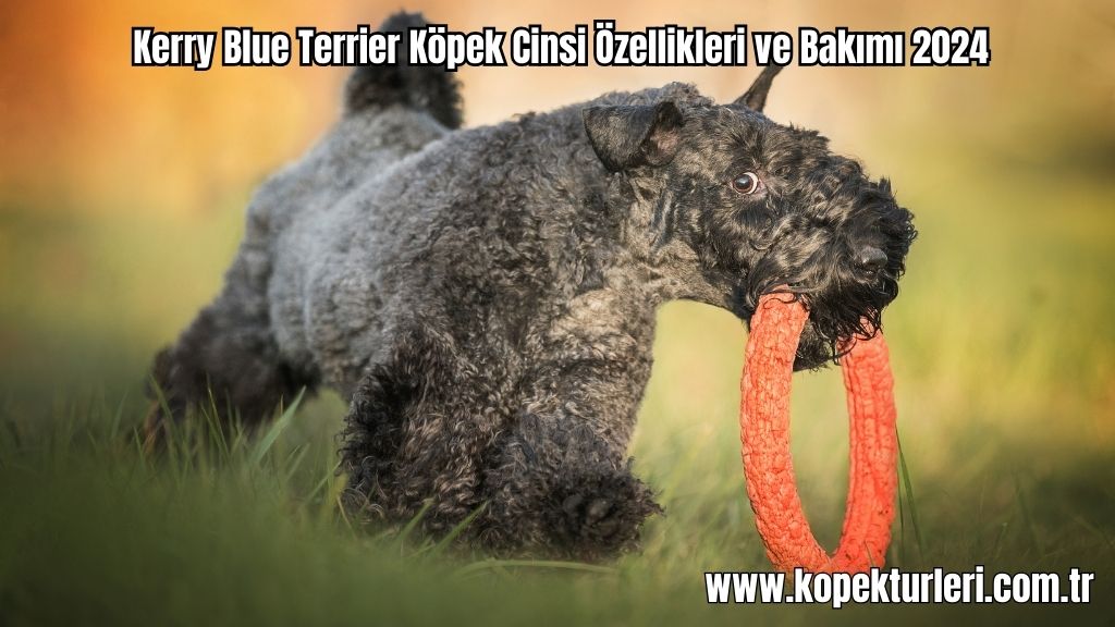 Kerry Blue Terrier Köpek Cinsi Özellikleri ve Bakımı 2024
