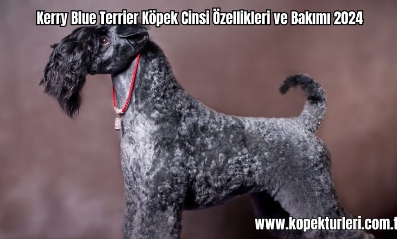 Kerry-Blue-Terrier-Kopek-Cinsi-Ozellikleri-ve-Bakimi-2024