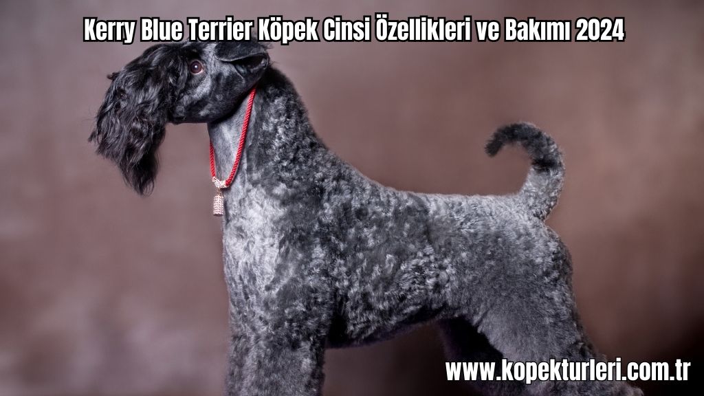 Kerry Blue Terrier Köpek Cinsi Özellikleri ve Bakımı 2024