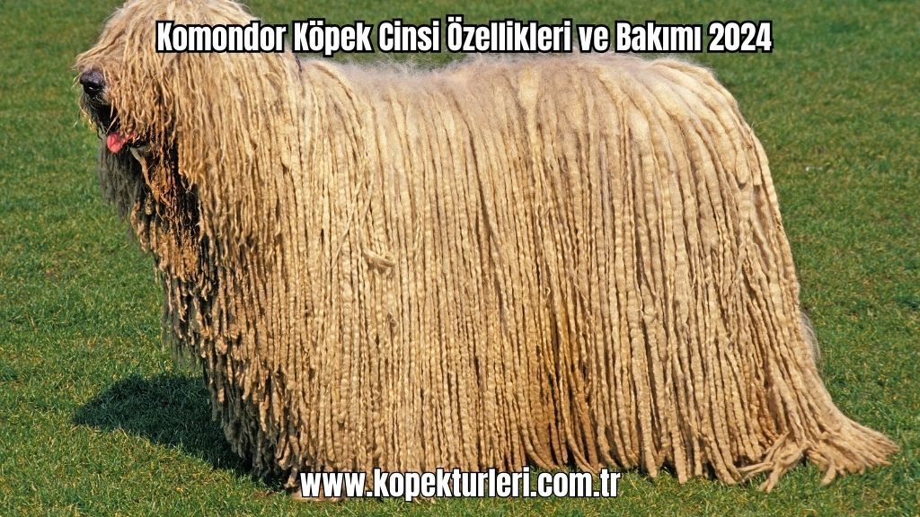 Komondor Köpek Cinsi Özellikleri ve Bakımı 2024