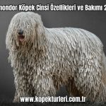 Komondor-Kopek-Cinsi-Ozellikleri-ve-Bakimi-2024