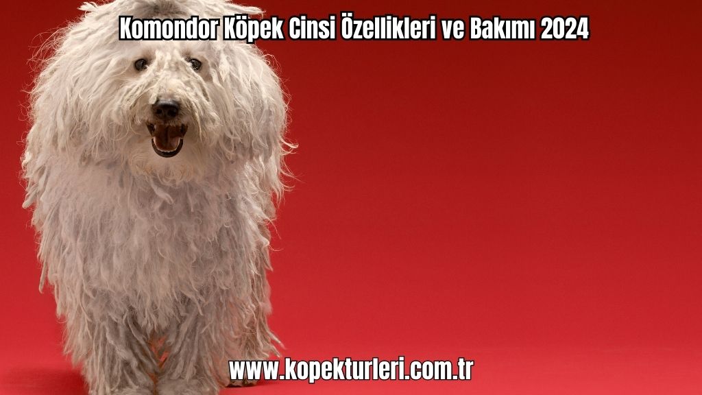 Komondor Köpek Cinsi Özellikleri ve Bakımı 2024