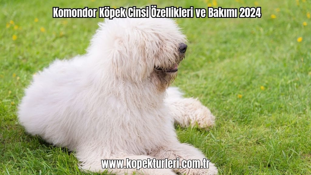 Komondor Köpek Cinsi Özellikleri ve Bakımı 2024