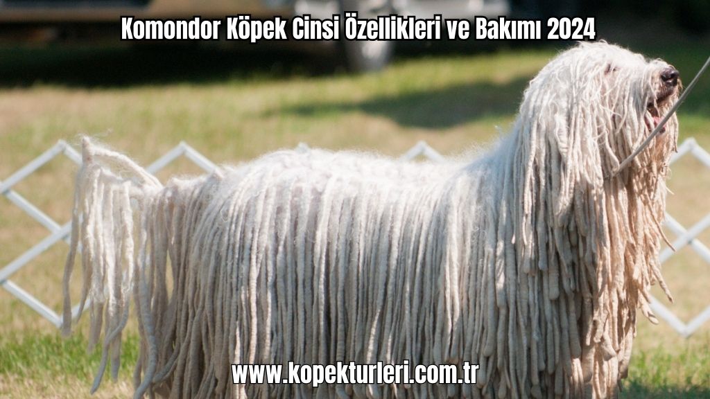 Komondor Köpek Cinsi Özellikleri ve Bakımı 2024