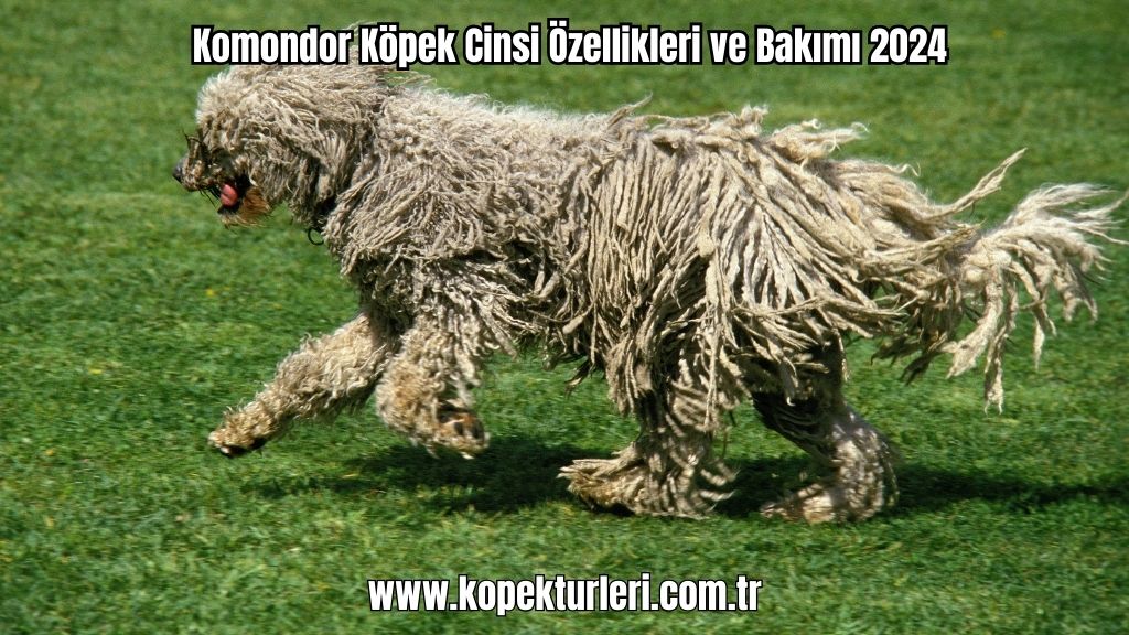 Komondor Köpek Cinsi Özellikleri ve Bakımı 2024