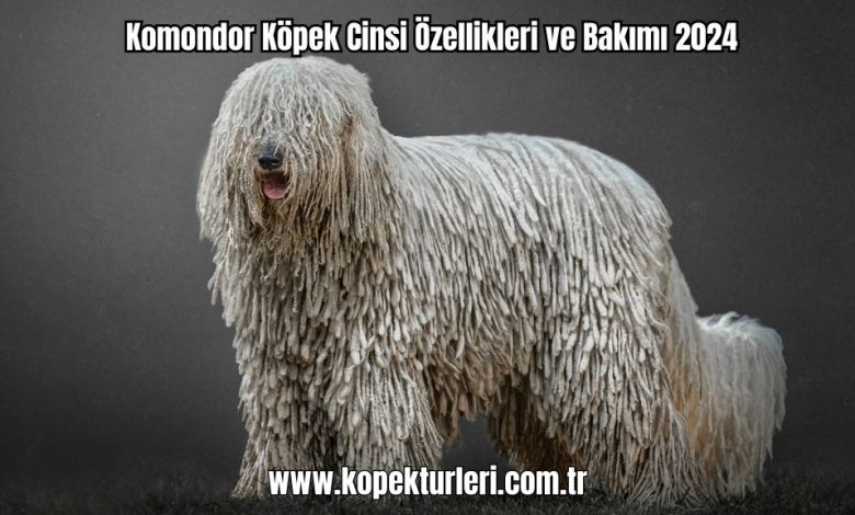 Komondor-Kopek-Cinsi-Ozellikleri-ve-Bakimi-2024