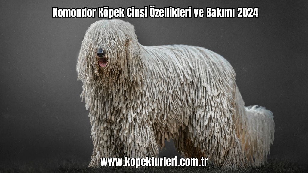 Komondor Köpek Cinsi Özellikleri ve Bakımı 2024
