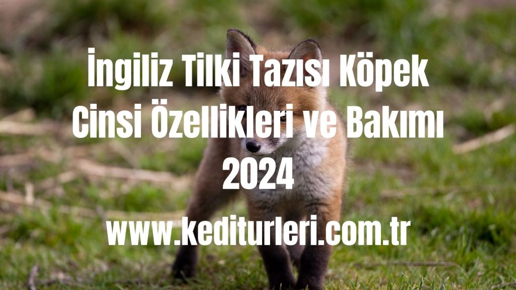 İngiliz Tilki Tazısı Köpek Cinsi Özellikleri ve Bakımı 2024