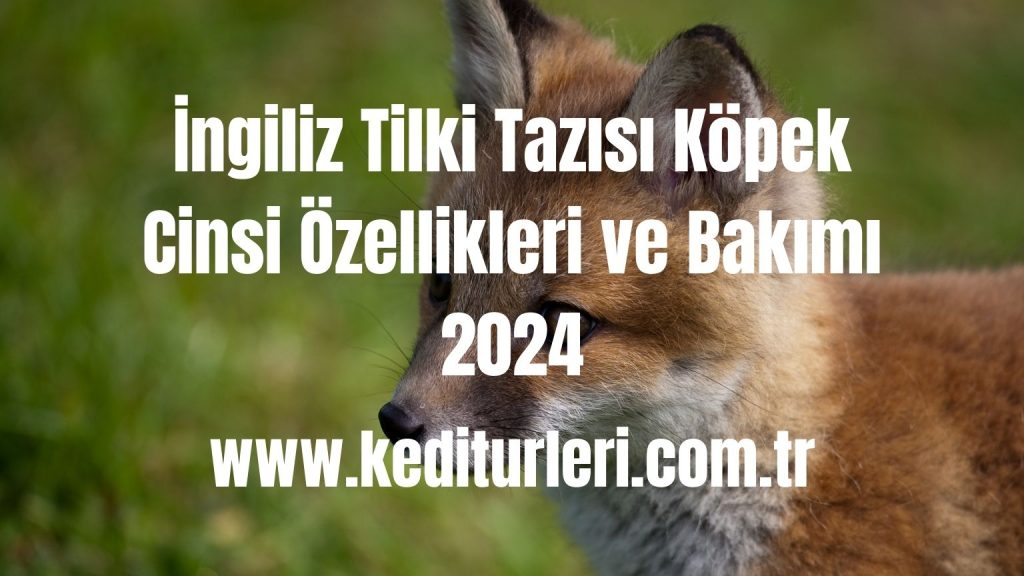 İngiliz Tilki Tazısı Köpek Cinsi Özellikleri ve Bakımı 2024