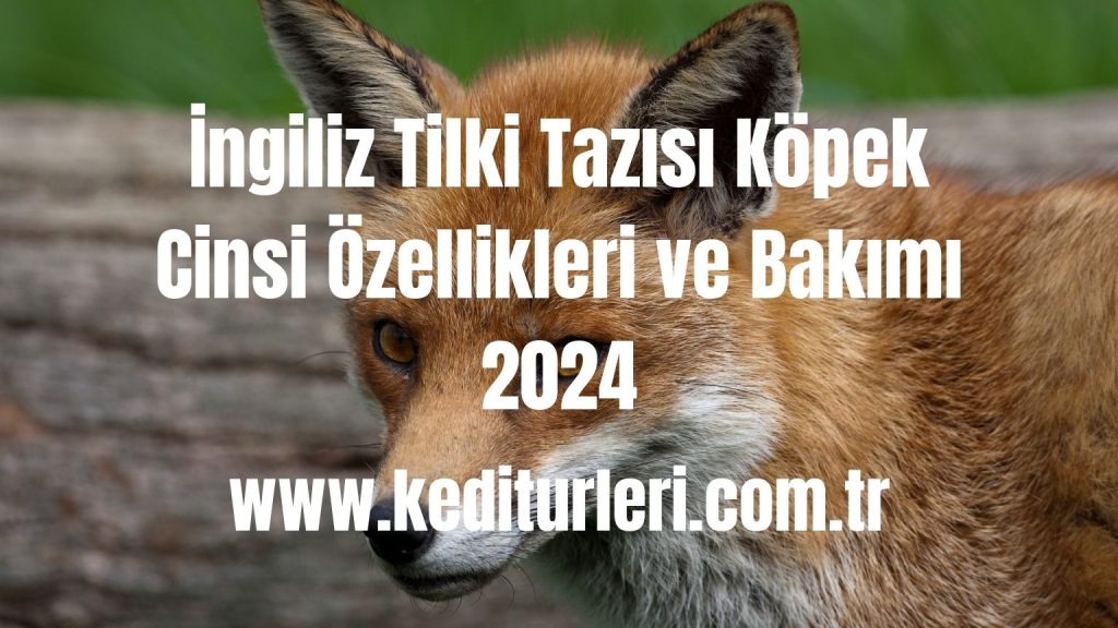 İngiliz Tilki Tazısı Köpek Cinsi Özellikleri ve Bakımı 2024