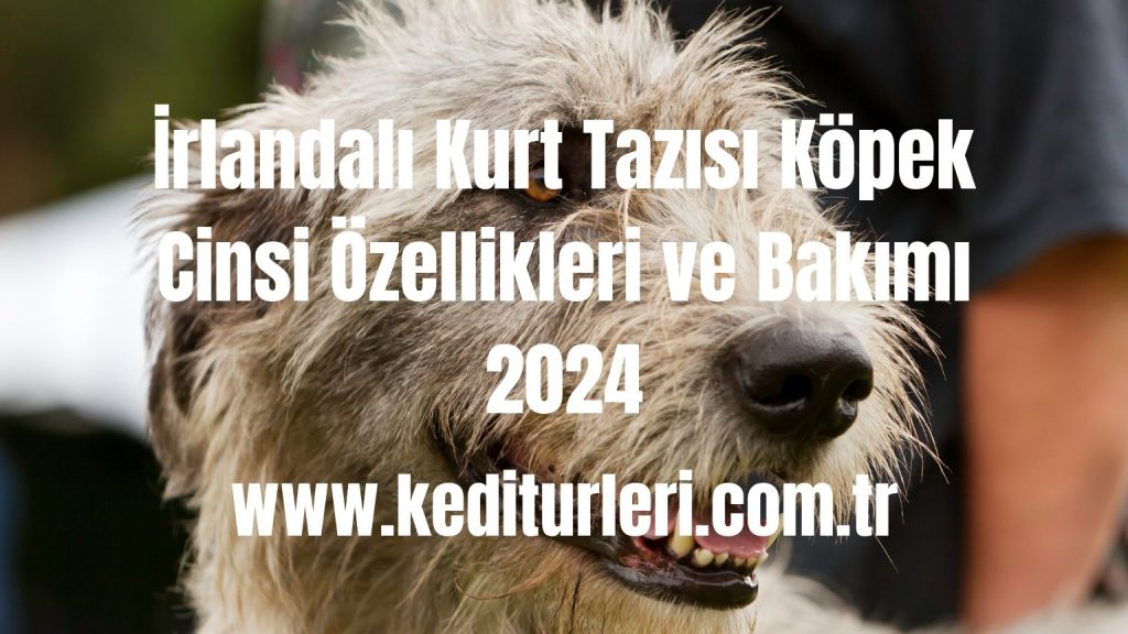 İrlandalı Kurt Tazısı Köpek Cinsi Özellikleri ve Bakımı 2024