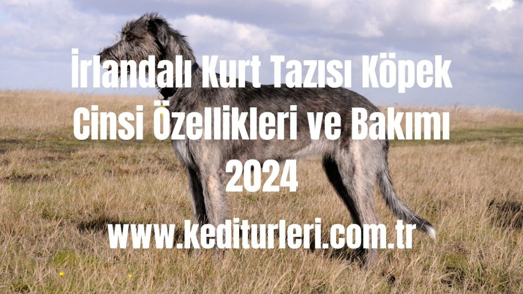 İrlandalı Kurt Tazısı Köpek Cinsi Özellikleri ve Bakımı 2024