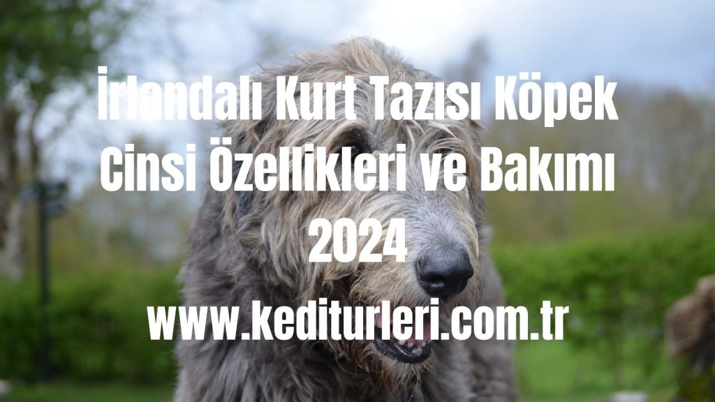 İrlandalı Kurt Tazısı Köpek Cinsi Özellikleri ve Bakımı 2024