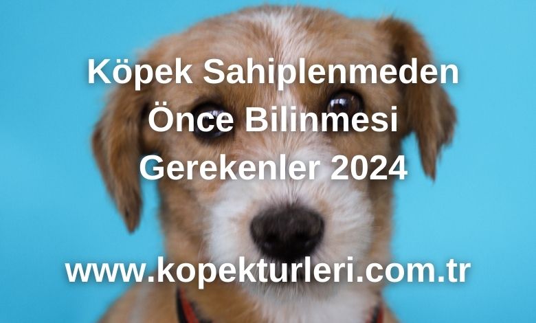 Köpek Sahiplenmeden Önce Bilinmesi Gerekenler 2024