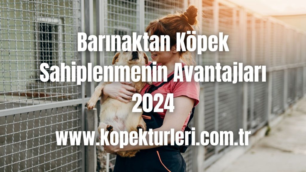 Barınaktan Köpek Sahiplenmenin Avantajları 2024