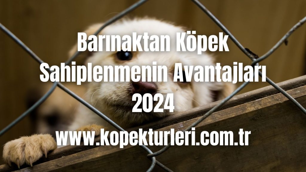Barınaktan Köpek Sahiplenmenin Avantajları 2024