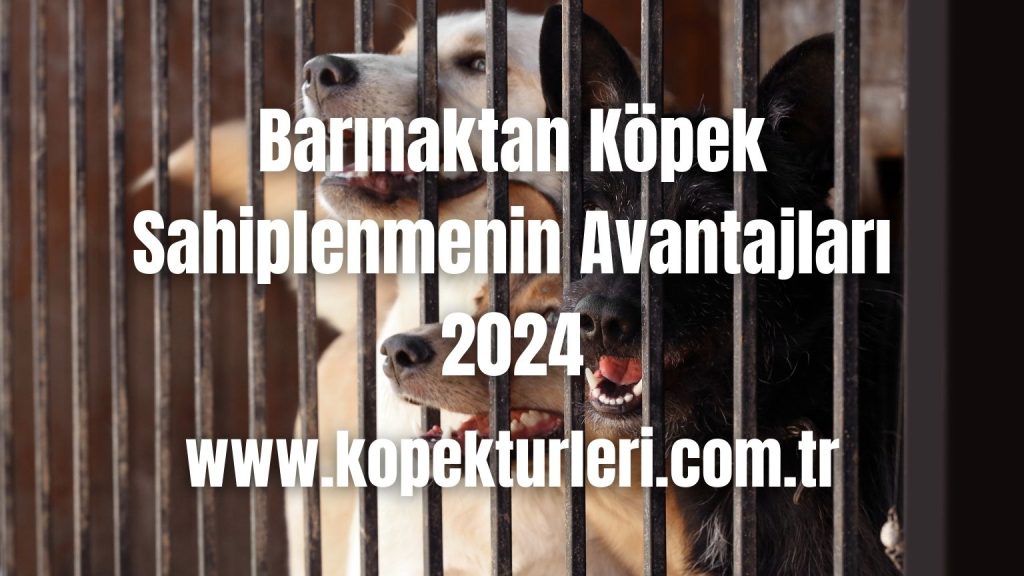 Barınaktan Köpek Sahiplenmenin Avantajları 2024