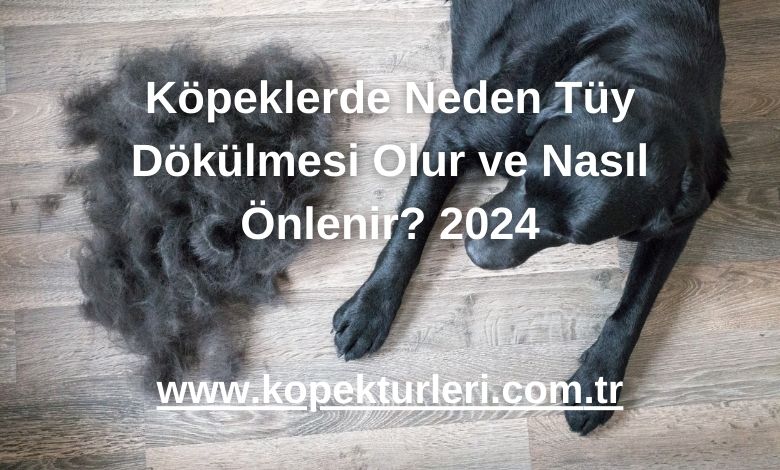 Köpeklerde Neden Tüy Dökülmesi Olur ve Nasıl Önlenir? 2024