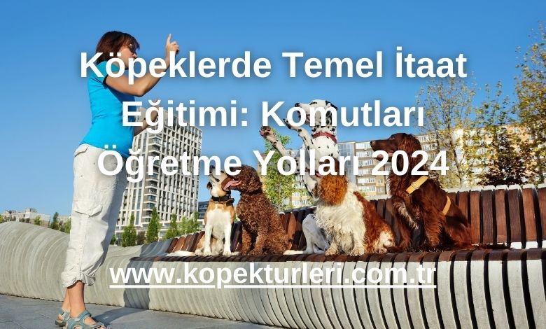 Köpeklerde Temel İtaat Eğitimi: Komutları Öğretme Yolları 2024