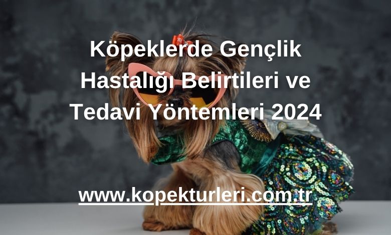 Köpeklerde Gençlik Hastalığı Belirtileri ve Tedavi Yöntemleri 2024