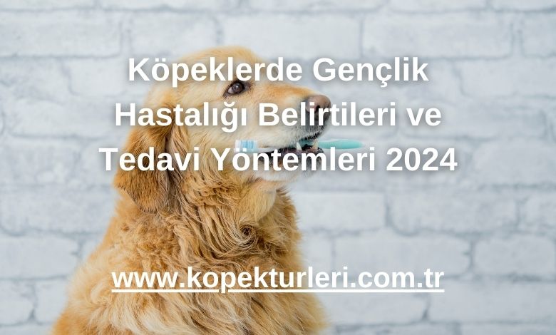 Köpeklerde Gençlik Hastalığı Belirtileri ve Tedavi Yöntemleri 2024