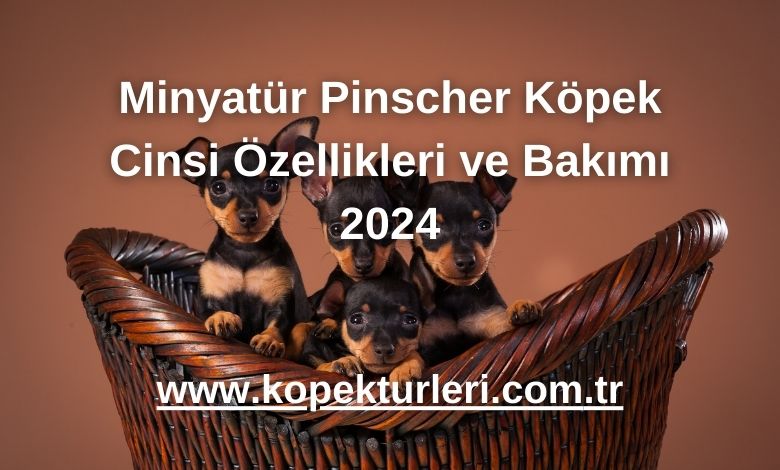 Minyatür Pinscher Köpek Cinsi Özellikleri ve Bakımı 2024