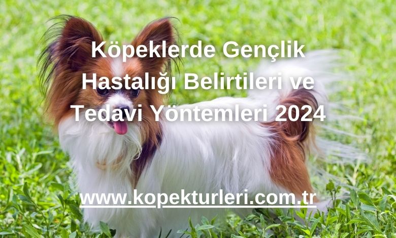 Köpeklerde Gençlik Hastalığı Belirtileri ve Tedavi Yöntemleri 2024
