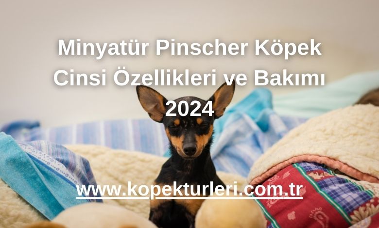 Minyatür Pinscher Köpek Cinsi Özellikleri ve Bakımı 2024
