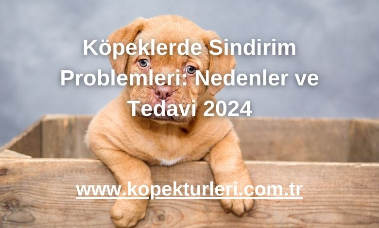 Köpeklerde Sindirim Problemleri: Nedenler ve Tedavi 2024
