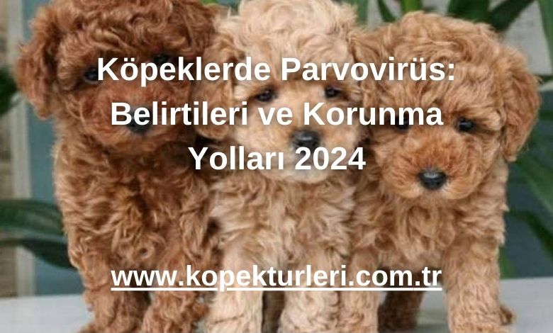 Köpeklerde Parvovirüs: Belirtileri ve Korunma Yolları 2024