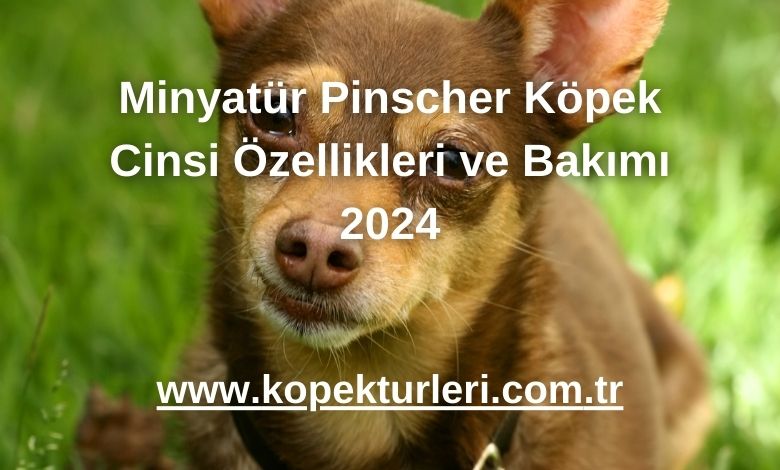 Minyatür Pinscher Köpek Cinsi Özellikleri ve Bakımı 2024
