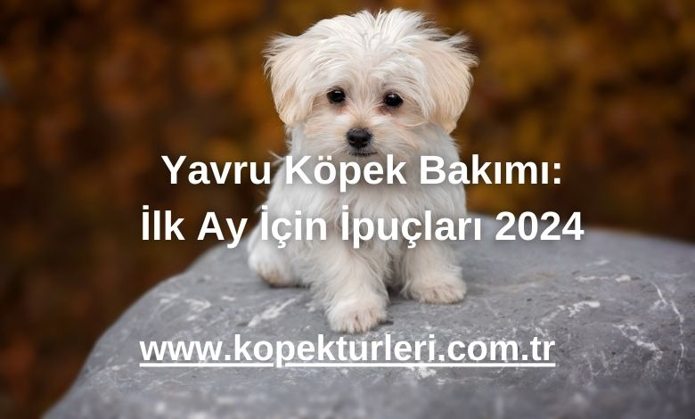 Yavru Köpek Bakımı: İlk Ay İçin İpuçları 2024