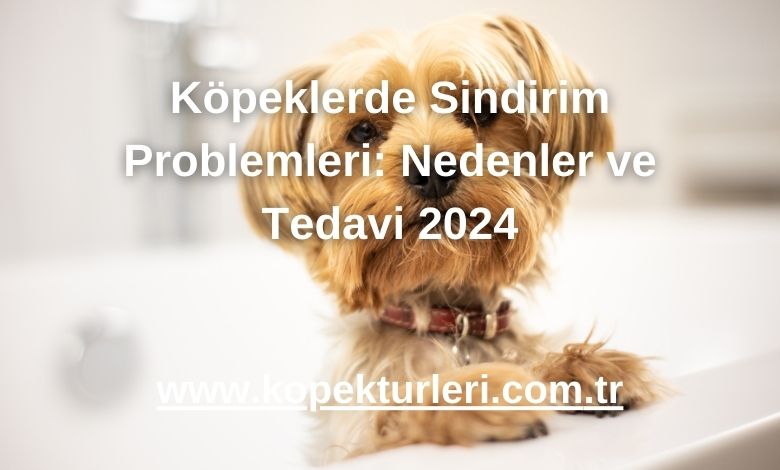Köpeklerde Sindirim Problemleri: Nedenler ve Tedavi 2024