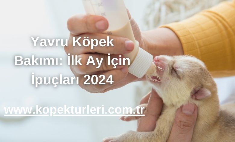 Yavru Köpek Bakımı: İlk Ay İçin İpuçları 2024