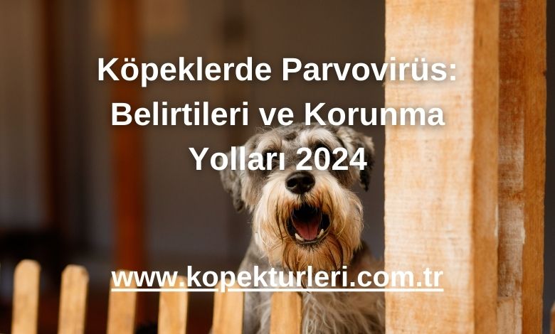 Köpeklerde Parvovirüs: Belirtileri ve Korunma Yolları 2024