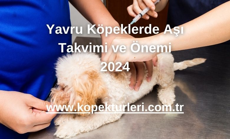 Yavru Köpeklerde Aşı Takvimi ve Önemi 2024