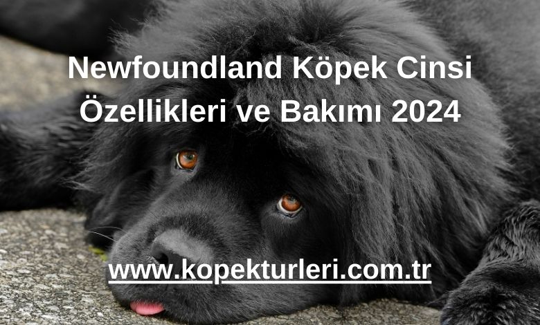 Newfoundland Köpek Cinsi Özellikleri ve Bakımı 2024