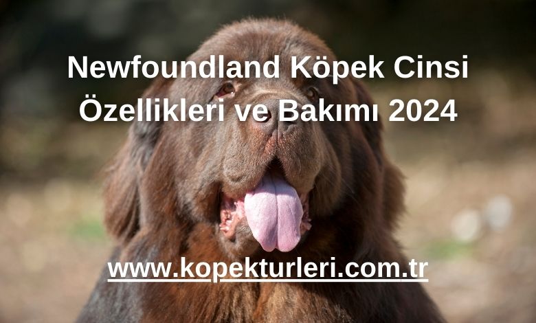 Newfoundland Köpek Cinsi Özellikleri ve Bakımı 2024