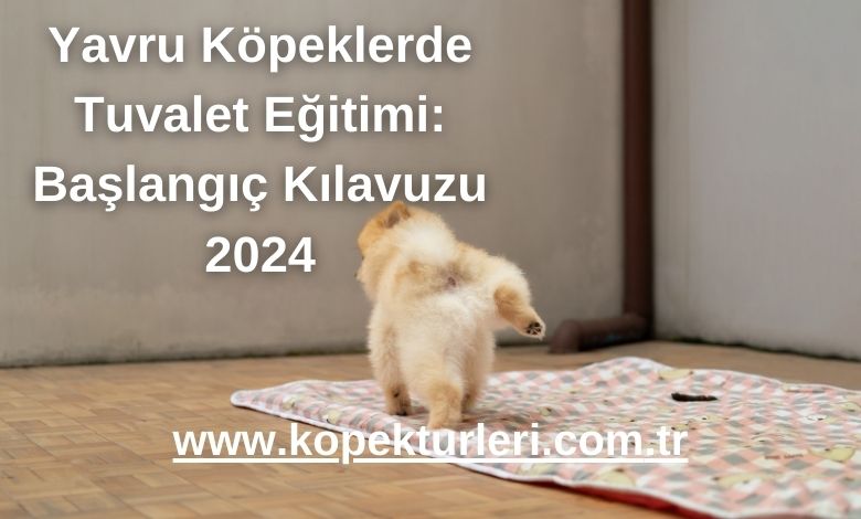 Yavru Köpeklerde Tuvalet Eğitimi: Başlangıç Kılavuzu 2024