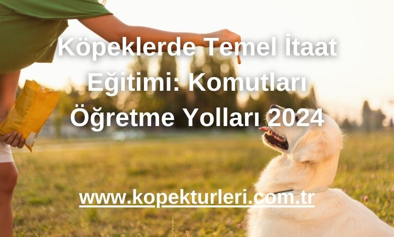 Köpeklerde Temel İtaat Eğitimi: Komutları Öğretme Yolları 2024