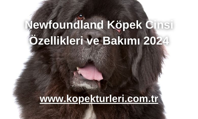 Newfoundland Köpek Cinsi Özellikleri ve Bakımı 2024