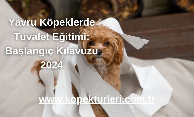 Yavru Köpeklerde Tuvalet Eğitimi: Başlangıç Kılavuzu 2024