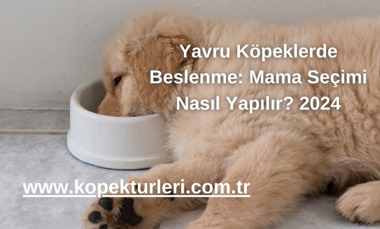 Yavru Köpeklerde Beslenme: Mama Seçimi Nasıl Yapılır? 2024