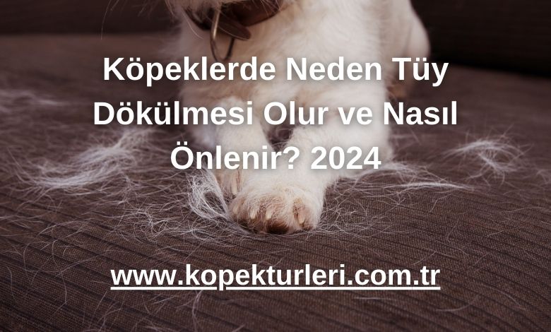 Köpeklerde Neden Tüy Dökülmesi Olur ve Nasıl Önlenir? 2024