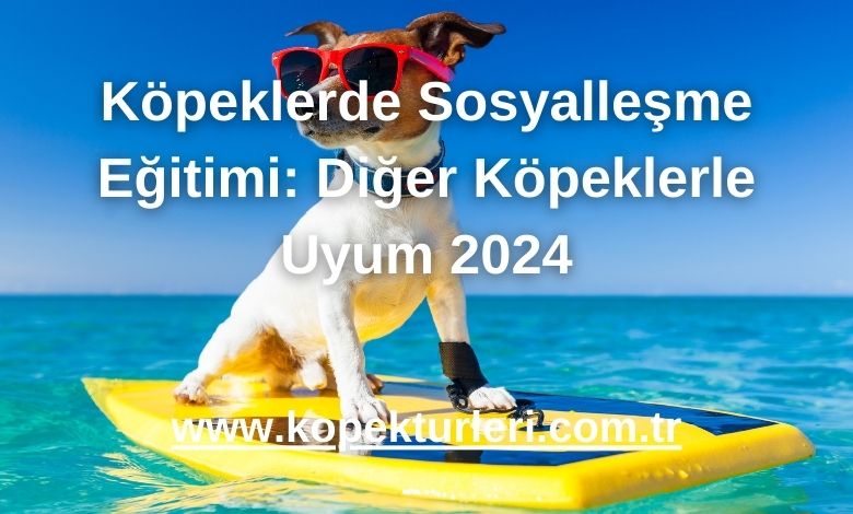 Köpeklerde Sosyalleşme Eğitimi: Diğer Köpeklerle Uyum 2024