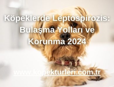 Köpeklerde Leptospirozis: Bulaşma Yolları ve Korunma 2024