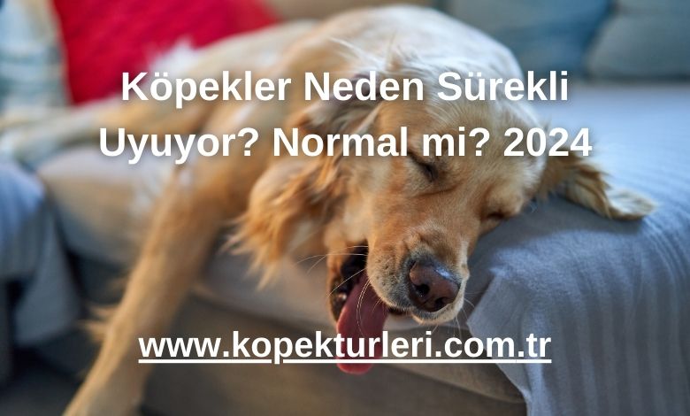 Köpekler Neden Sürekli Uyuyor? Normal mi? 2024