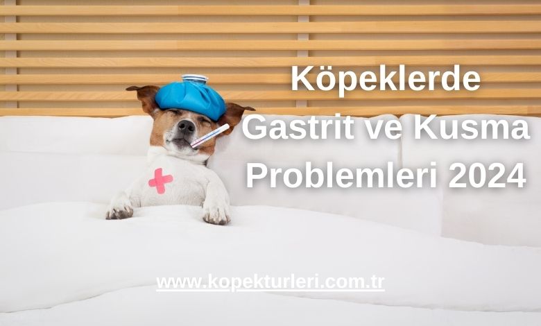 Köpeklerde Gastrit ve Kusma Problemleri 2024