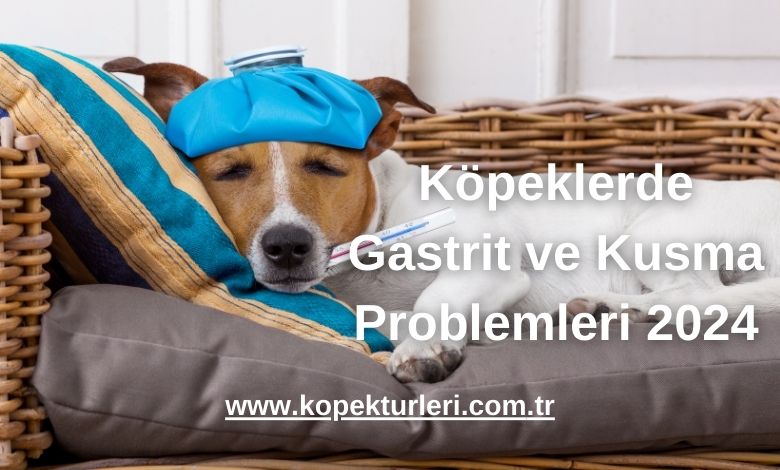 Köpeklerde Gastrit ve Kusma Problemleri 2024